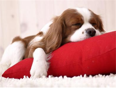 家用经颅磁治疗仪:科学运动可治疗失眠